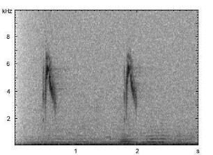 Bachstelze | Motacilla alba - Ruf