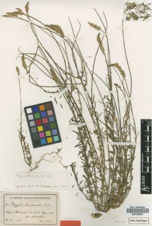 Polygala hecatantha Urb. [syntype]