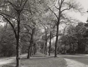 Dresden-Altstadt, Karcherallee. Fußweg, Baumreihen und Straße