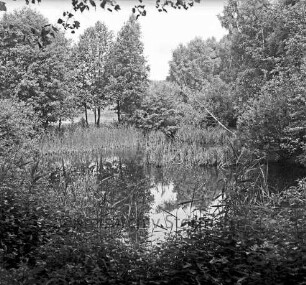 Drahtteich: vorn Gräser und Schilf: Teichausläufer mit Baumbestand: hinten links Teich hinter Bäumen