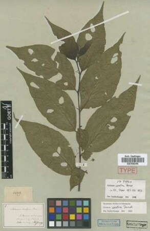 Solanum confine Dunal [isotype]