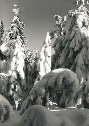 Osterzgebirge. Verschneite Fichten auf dem Kahleberg