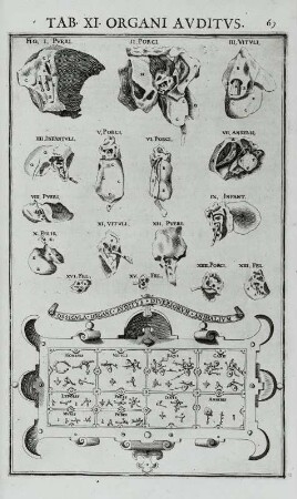 Organi Auditus, Tab. XI., pag. 69 : Organi Auditus, Tab. XI., pag. 69. Kupferstich; 36,4 x 24,7 cm. Aus: Julius Casserius: De vocis auditusque organis historia anatomica. Victorius Baldinus (Ferrare). 1600-1601