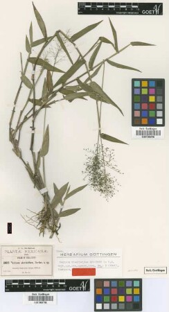 Panicum viscidellum Scribn. [isotype]