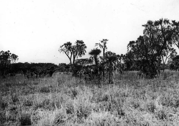 La steppe de Massa avec des palmiers dume