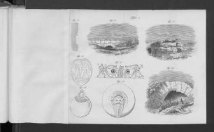Tafel V Fig. 50-62