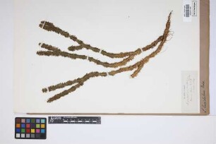 Huperzia lucidula (Michx.) Trev.