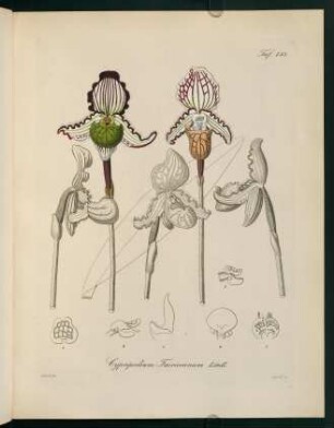133r-133v, Cypripedium Fairieeanum Lindl.