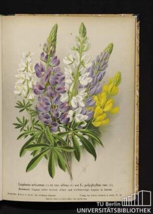 Lupinus arboreus (1.) et var. albus (2.) und L. polyphyllus var (3.). Baumarte Lupine nebst weißer Abart und vielblätterige Lupine in Sorten.