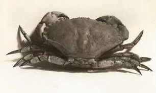 Taschenkrebs (Cancer pagurus). Verwalter: Museum für Tierkunde Dresden