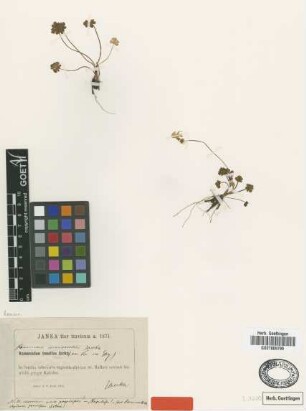Ranunculus incomparabilis Janka [type]
