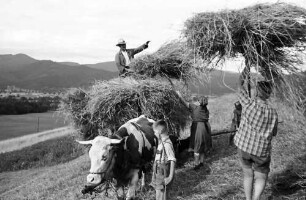 Kappel: Einbringen der Ernte mit Wagen, Schwarzwald