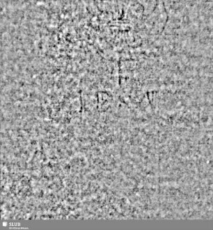 Lilienschild + IESV / LW = S.119/120