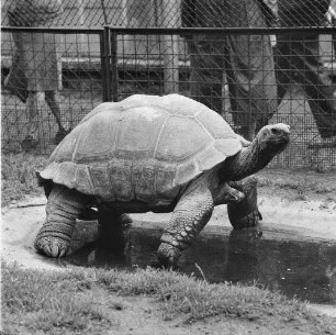 Zootiere. Riesenschildkröte im Tierpark Berlin-Friedrichsfelde