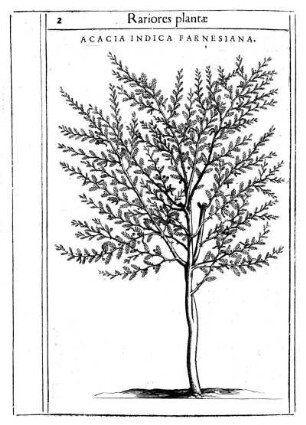 [De Acacia Capvt Primvm. Descriptio Arboris Acaciæ Farnesianæ.]