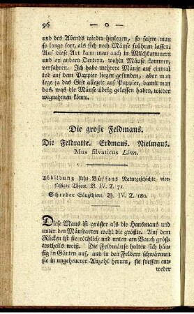 Die große Feldmaus.