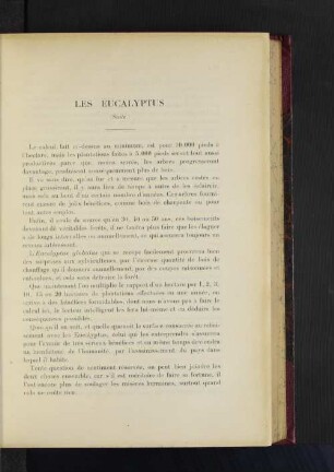 Les Eucalyptus.