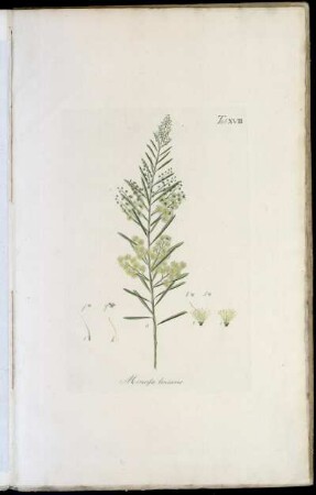 Tab. XVIII Mimosa linearis