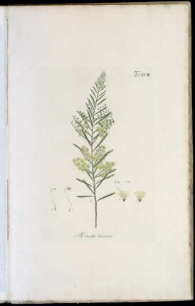 Tab. XVIII Mimosa linearis
