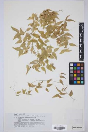 Myrsiphyllum asparagoides (L.) Willd.