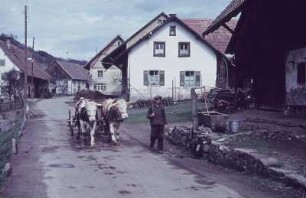 Schwarzwald. Dorfstraße, Bauer mit Ochsengespann
