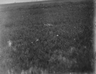 Stockente : Stockente (Anas plathyrhynchos Linnaeus) auf dem Nest.