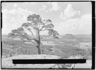 Blick vom Papststein nach Gohrisch mit Kiefer