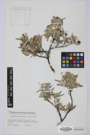 Neochamaelea pulverulenta (Vent.) Ertm.