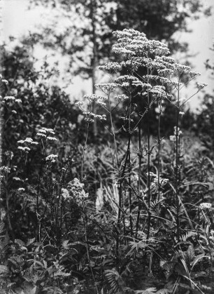 Schafgarbe : Detailaufnahme einer Pflanze aus der Gattung der Schafgarben (Achillea Linnaeus)