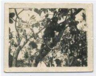 Im Baum sitzender Affe, Foto aus dem Indochina-Konvolut des Legionärs Harry Weiss
