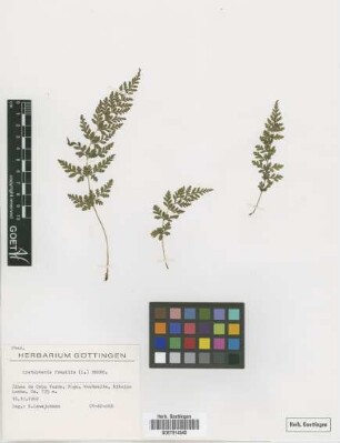 Cystopteris fragilis fragilis (L.) Bernh.