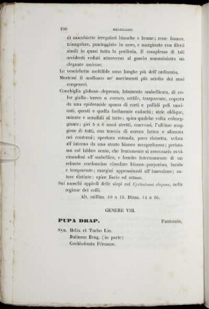 Genere VIII. Pupa Drap.