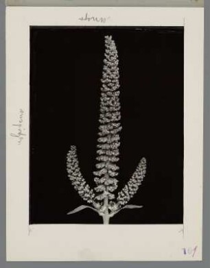 Ambrosia, Blütenstand einer wilden amerikanischen Pflanze (Ambrosia artemisiifolia)