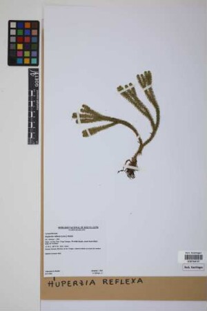 Phlegmariurus reflexus (Lam.) comb. ined.