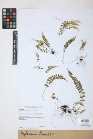 Asplenium lorentzii Hieron.