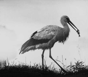 Archivfotografie "motive_tiere_wild_stoerche_13475"