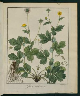 11r, Geum urbanum