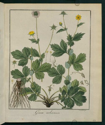 11r, Geum urbanum