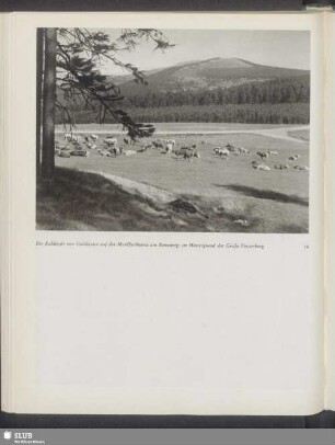 Die Kuhherde von Goldlauter auf der Mordfleckwiese am Rennsteig; im Hintergrund der Große Finsterberg