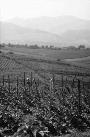 Betberg: Anpflanzung von Veredelungsreben; Rebfläche; Hintergrund Schwarzwald