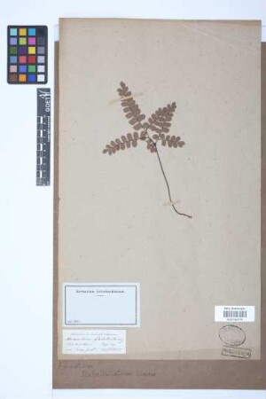 Adiantum flabellulatum L.