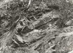 Isoklinalfalte im Granulit mit Hornblendefels u. Pyroxengranulit (Kern) bei Grunau westlich Roßwein. Mittelsächsisches Bergland