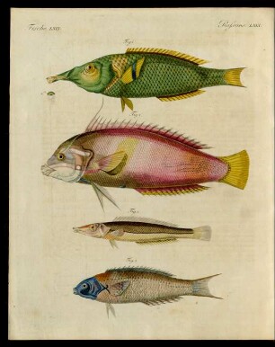 Neuentdeckte Fische.