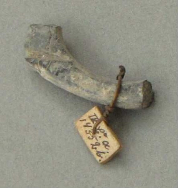 Fragment of a finger ring