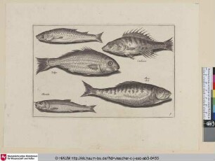 Salpa; Cantharus; Maenula; Alosa, Elst