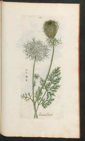432. Daucus carota