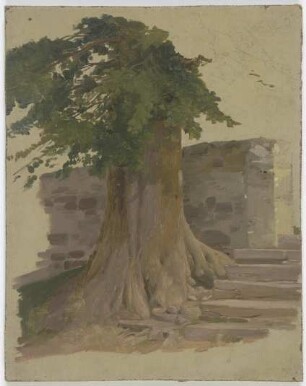 Alter Baum an einem Mauerstück