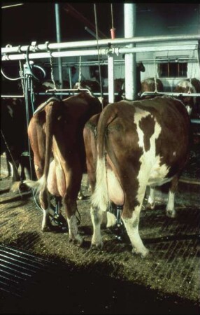 Fotografie: Anbindestall, Rohrmelkanlage, Gitterrost, Melktechnik