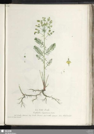La Petite Esule