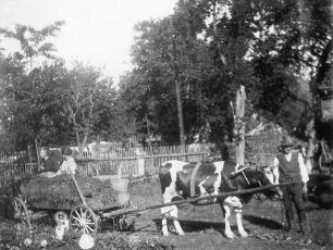 Ochsengespann im Spreewald : Transport und Kommunikation - Fahren. Ort: Błóta / Spreewald. Gespann mit Ochsen